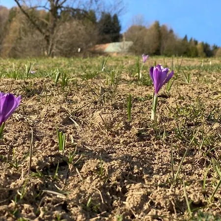 Aparthotel Bella V Hotelovom Komplexe 4*