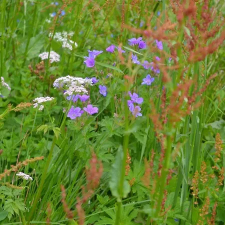 Bella V Hotelovom Komplexe Aparthotel Donovaly